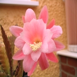 Cactus Flower 01