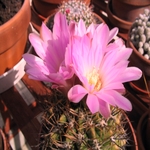 Cactus Flower 02