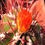 Cactus Flower 03