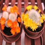 Cactus Flower 04