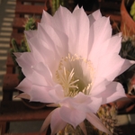 Cactus Flower 05