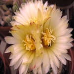 Cactus Flower 07