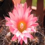 Cactus Flower 08
