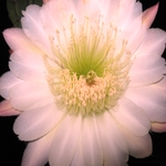 Cactus Flower 09