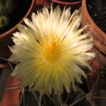 Cactus Flower 11