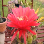 Cactus Flower 12