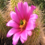 Cactus Flower 13