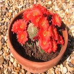 Cactus Flower 14