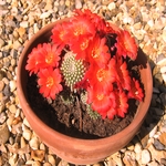 Cactus Flower 14