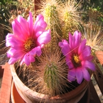 Cactus September 2011 001