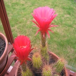 Cactus flowers late July 2011 025