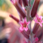 Cactus flowers late July 2011 050