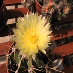 FirTreeCottage_CactusInBloom 002
