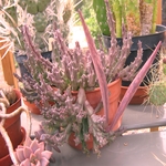 Seed pods A