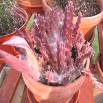 StapeliaVariegata