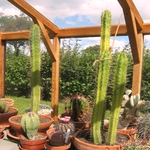 Trichocereus pachanoi