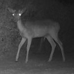 A Deer at Night 2019-05-08.jpg